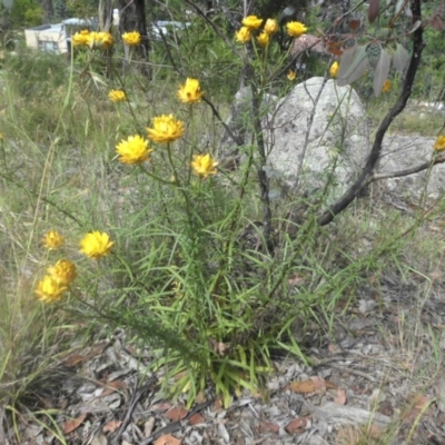 Xerochrysum viscosum (Sticky Everlasting) at Campbell, ACT - 21 Nov 2016 by SilkeSma