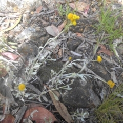 Chrysocephalum apiculatum (Common Everlasting) at Campbell, ACT - 21 Nov 2016 by SilkeSma