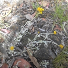 Chrysocephalum apiculatum (Common Everlasting) at Legacy Park Woodland Reserve - 20 Nov 2016 by SilkeSma