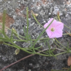 Convolvulus angustissimus subsp. angustissimus (Australian Bindweed) at Campbell, ACT - 21 Nov 2016 by SilkeSma