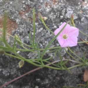 Convolvulus angustissimus subsp. angustissimus at Campbell, ACT - 21 Nov 2016 10:17 AM