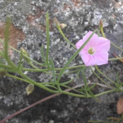 Convolvulus angustissimus subsp. angustissimus (Australian Bindweed) at Campbell, ACT - 21 Nov 2016 by SilkeSma