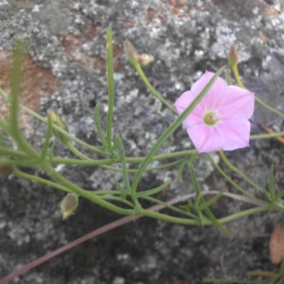 Convolvulus angustissimus subsp. angustissimus (Australian Bindweed) at Legacy Park Woodland Reserve - 20 Nov 2016 by SilkeSma