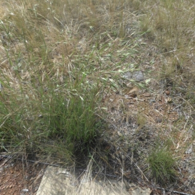 Themeda triandra (Kangaroo Grass) at Campbell, ACT - 21 Nov 2016 by SilkeSma