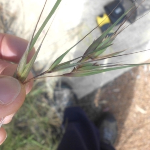 Themeda triandra at Campbell, ACT - 21 Nov 2016