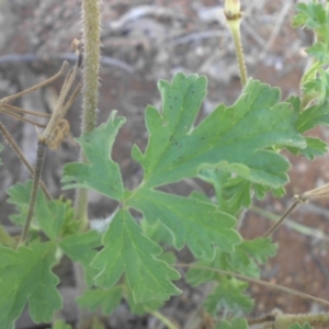 Erodium crinitum at Campbell, ACT - 21 Nov 2016 10:25 AM