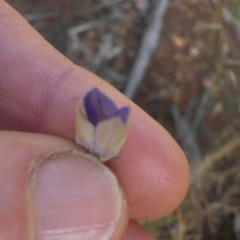 Wahlenbergia luteola (Yellowish Bluebell) at Campbell, ACT - 20 Nov 2016 by SilkeSma