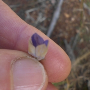 Wahlenbergia luteola at Campbell, ACT - 21 Nov 2016