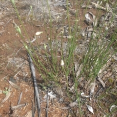 Wahlenbergia luteola at Campbell, ACT - 21 Nov 2016