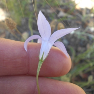 Wahlenbergia capillaris (Tufted Bluebell) at Majura, ACT - 21 Nov 2016 by SilkeSma