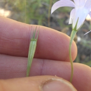 Wahlenbergia capillaris at Majura, ACT - 21 Nov 2016 10:56 AM