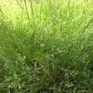 Juncus bufonius at Majura, ACT - 21 Nov 2016