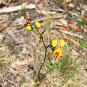 Diuris semilunulata at Tennent, ACT - 21 Nov 2016