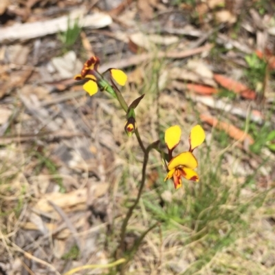 Diuris semilunulata (Late Leopard Orchid) at Tennent, ACT - 21 Nov 2016 by rtas