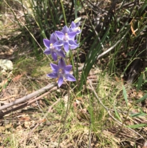 Thelymitra sp. at Tennent, ACT - suppressed