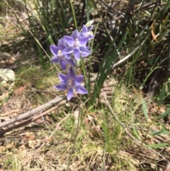 Thelymitra sp. (A Sun Orchid) at Tennent, ACT - 21 Nov 2016 by rtas