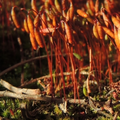 Rosulabryum sp. (A moss) at Greenway, ACT - 17 Nov 2016 by michaelb