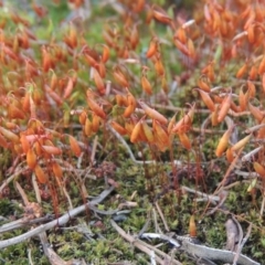 Rosulabryum sp. at Greenway, ACT - 17 Nov 2016 07:21 PM