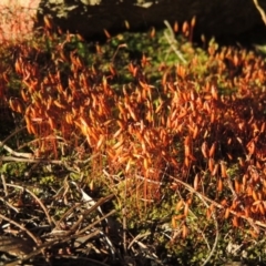 Rosulabryum sp. at Greenway, ACT - 17 Nov 2016 07:21 PM