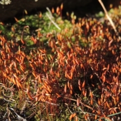 Rosulabryum sp. at Greenway, ACT - 17 Nov 2016 07:21 PM