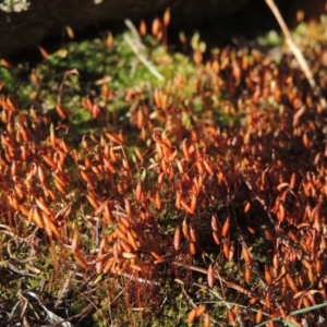 Rosulabryum sp. at Greenway, ACT - 17 Nov 2016