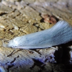 Zacorus carus (Wingia group moth) at Pollinator-friendly garden Conder - 16 Nov 2016 by michaelb