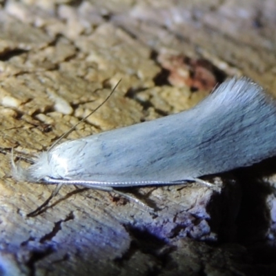 Zacorus carus (Wingia group moth) at Pollinator-friendly garden Conder - 16 Nov 2016 by michaelb