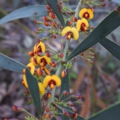 Daviesia mimosoides subsp. mimosoides at Fadden, ACT - 4 Oct 2016 by ArcherCallaway