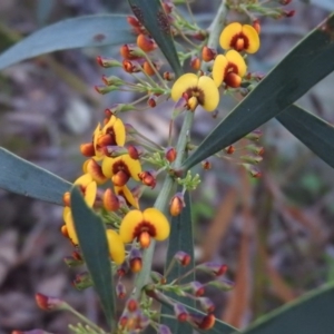 Daviesia mimosoides subsp. mimosoides at Fadden, ACT - 4 Oct 2016 08:21 AM