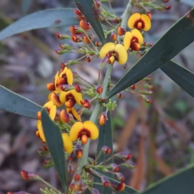 Daviesia mimosoides subsp. mimosoides at Fadden, ACT - 4 Oct 2016 by ArcherCallaway