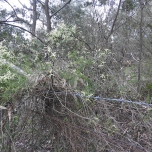 Clematis leptophylla at Fadden, ACT - 4 Oct 2016