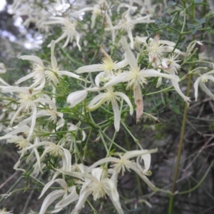 Clematis leptophylla at Fadden, ACT - 4 Oct 2016 08:25 AM