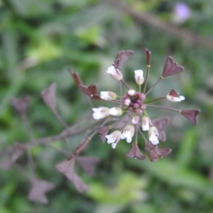 Capsella bursa-pastoris at Fadden, ACT - 4 Oct 2016