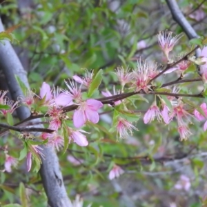 Prunus sp. at Fadden, ACT - 4 Oct 2016 08:39 AM