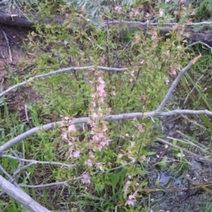 Prunus sp. at Fadden, ACT - 4 Oct 2016 08:39 AM