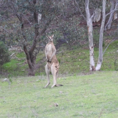 Macropus giganteus (Eastern Grey Kangaroo) at Wanniassa Hill - 3 Oct 2016 by RyuCallaway