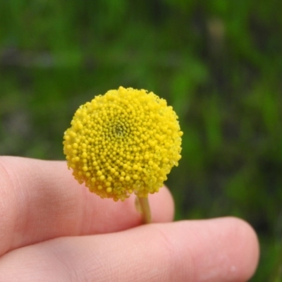 Craspedia variabilis (Common Billy Buttons) at Wanniassa Hill - 4 Oct 2016 by ArcherCallaway