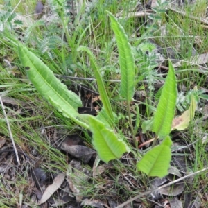 Rumex brownii at Wanniassa Hill - 4 Oct 2016 09:14 AM