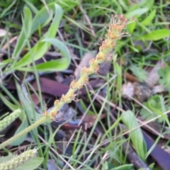 Plantago varia (Native Plaintain) at Wanniassa Hill - 3 Oct 2016 by RyuCallaway