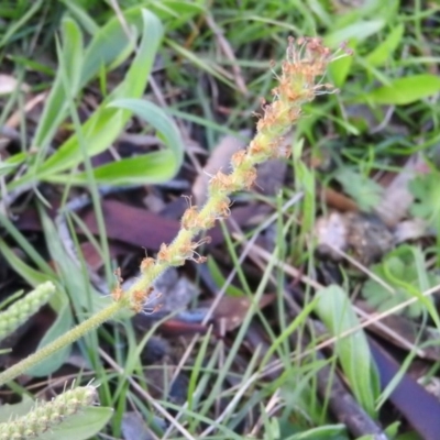 Plantago varia (Native Plaintain) at Wanniassa Hill - 4 Oct 2016 by ArcherCallaway