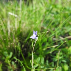 Linaria arvensis at Wanniassa Hill - 4 Oct 2016 09:26 AM