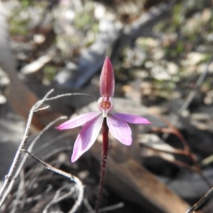 Caladenia fuscata at Wanniassa Hill - suppressed