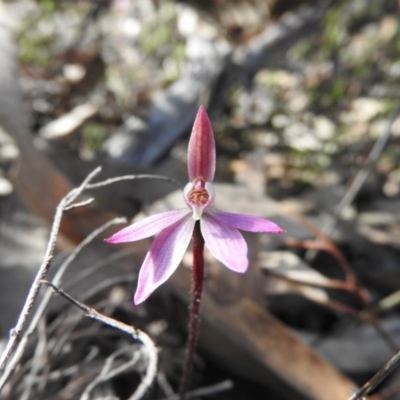 Caladenia fuscata (Dusky Fingers) at Wanniassa Hill - 3 Oct 2016 by RyuCallaway