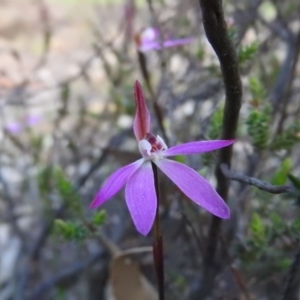 Caladenia fuscata at Wanniassa Hill - suppressed