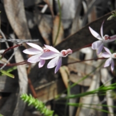 Caladenia fuscata at Wanniassa Hill - suppressed