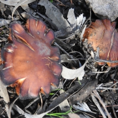 Dermocybe sp. at Wanniassa Hill - 4 Oct 2016 by ArcherCallaway