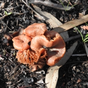 zz agaric (stem; gills not white/cream) at Wanniassa Hill - 4 Oct 2016