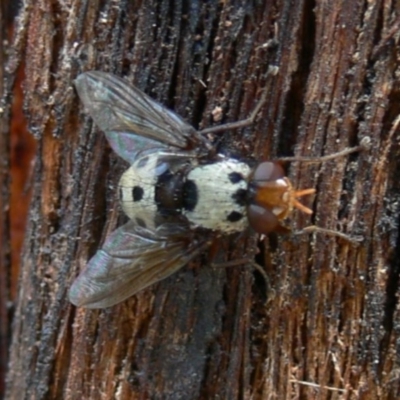 Metaphryno bella (Bristle fly) at Namadgi National Park - 8 Jan 2010 by HarveyPerkins