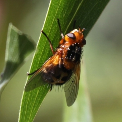 Microtropesa sp. (genus) (Tachinid fly) at Namadgi National Park - 28 Nov 2015 by HarveyPerkins