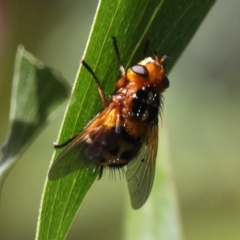 Microtropesa sp. (genus) (Tachinid fly) at Paddys River, ACT - 28 Nov 2015 by HarveyPerkins
